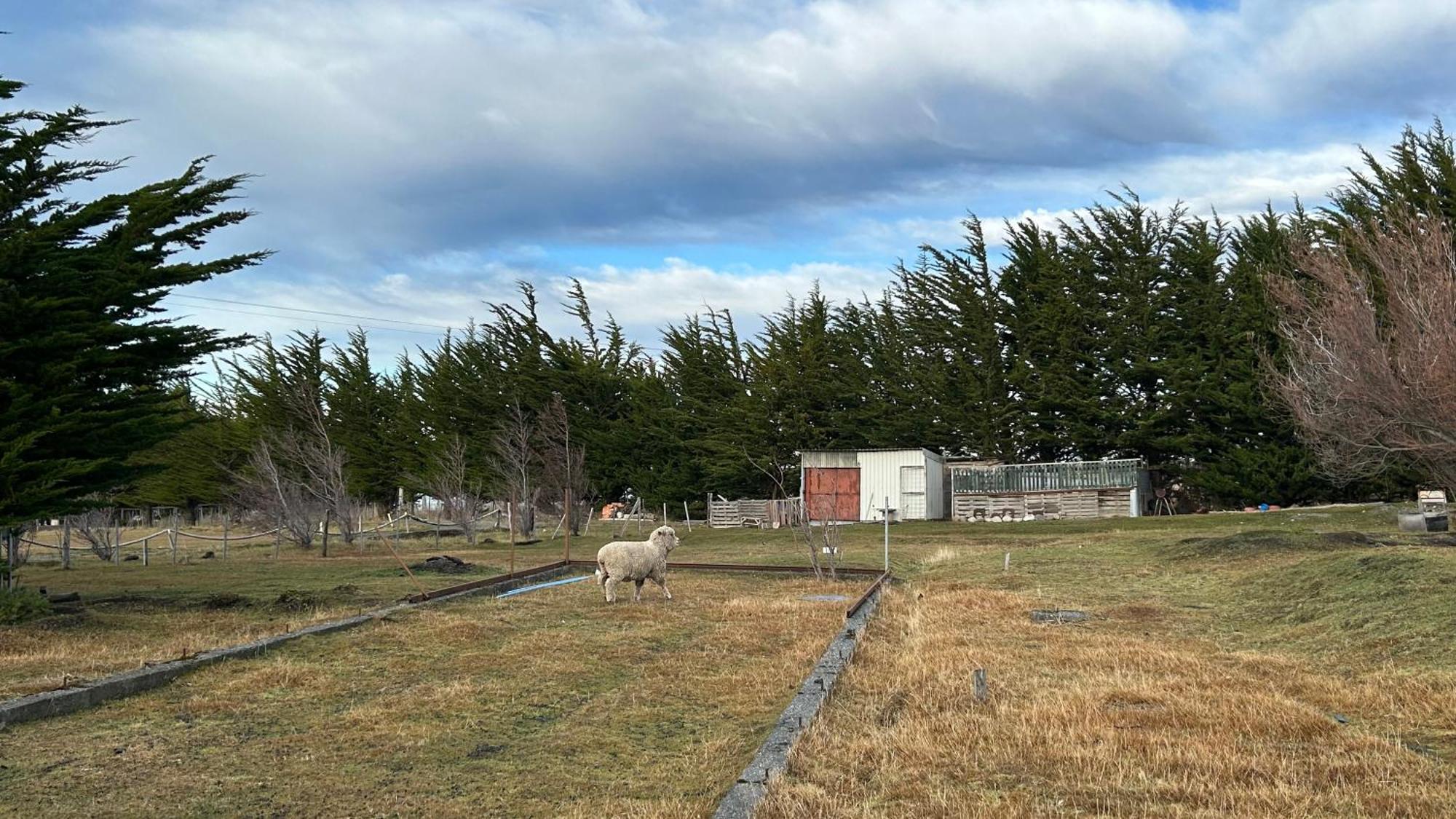 Hospedaje Isla Magdalena Punta Arenas Eksteriør bilde